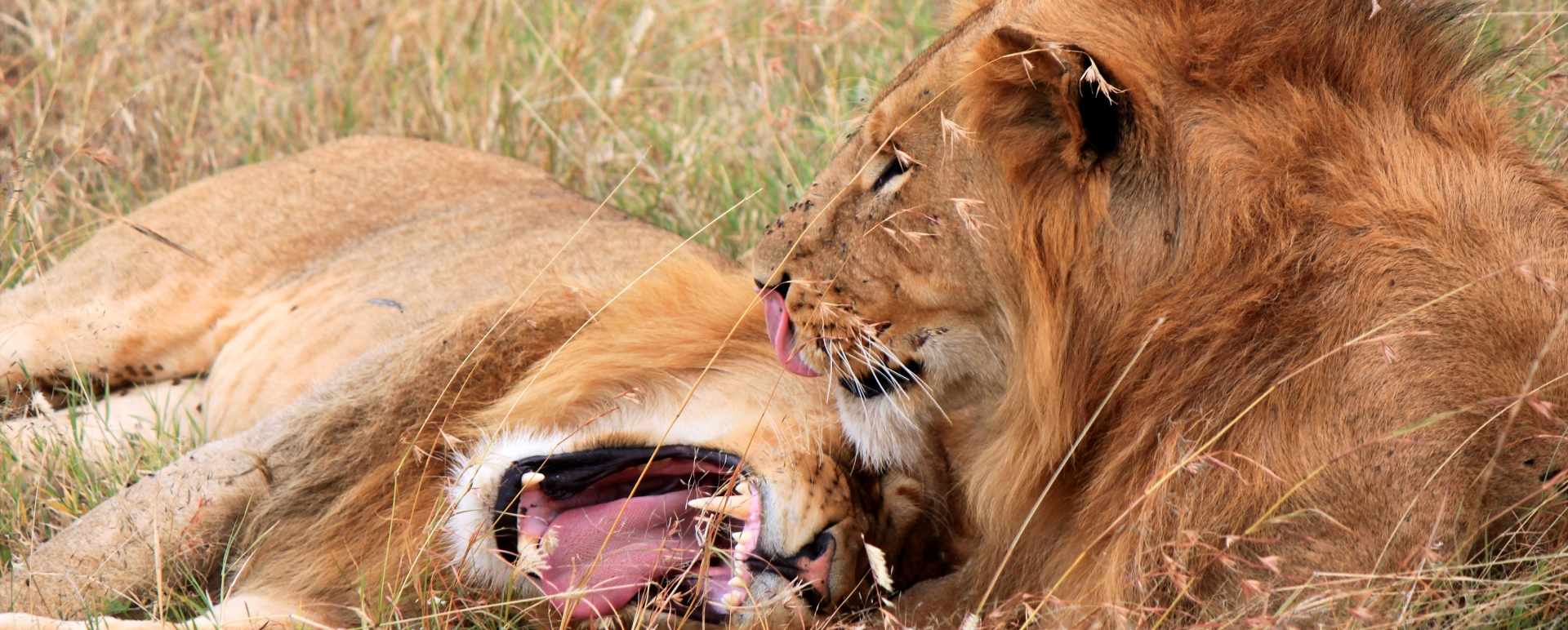 Lions in Naboisho  