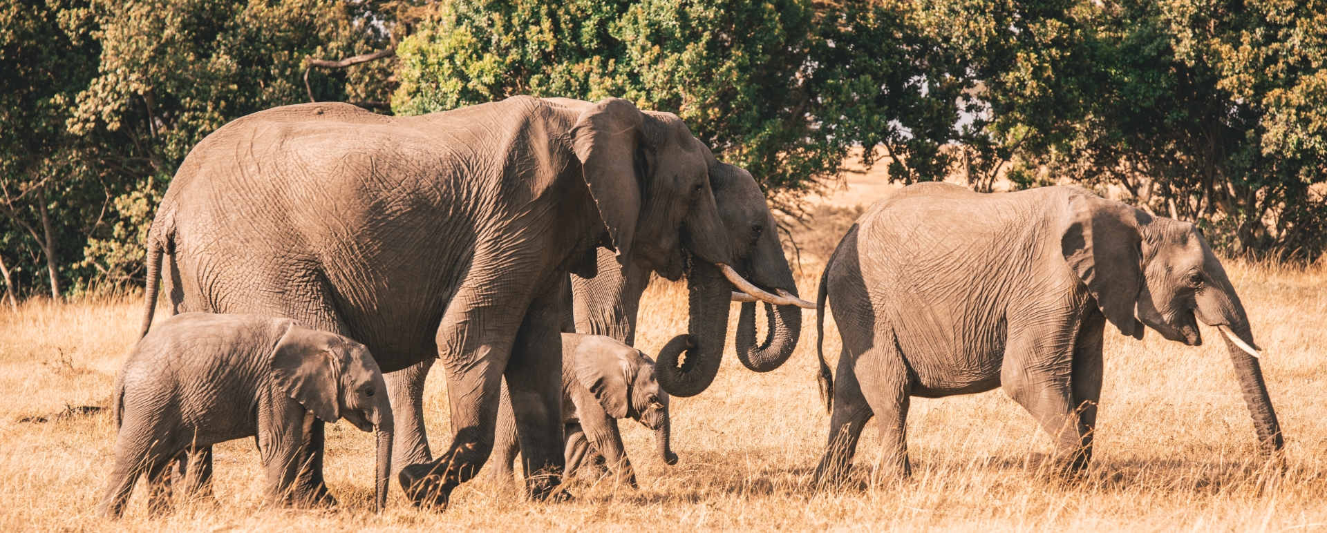 Elephants 