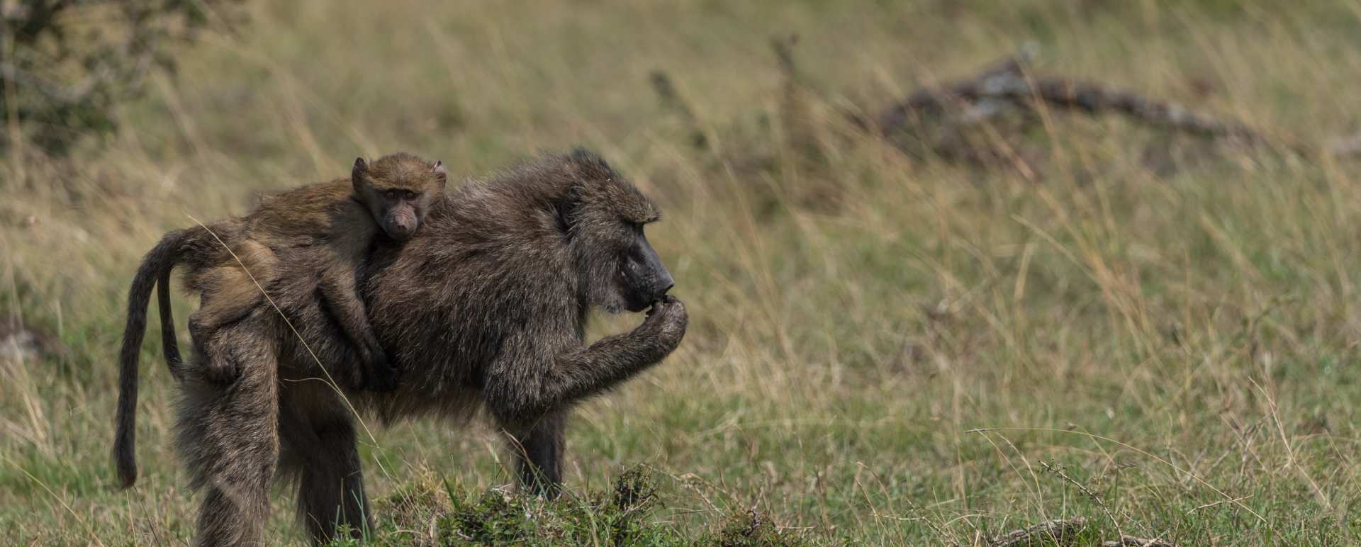 Baboons 