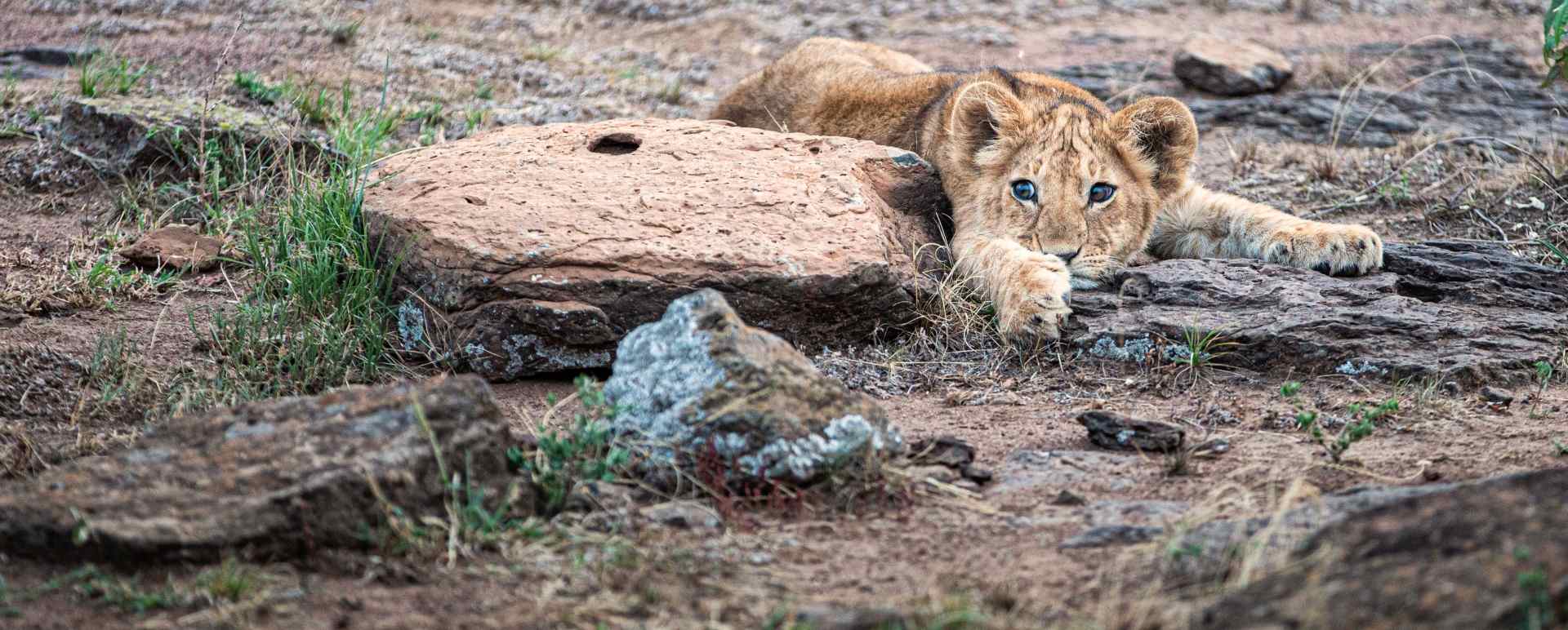 Lion cub 