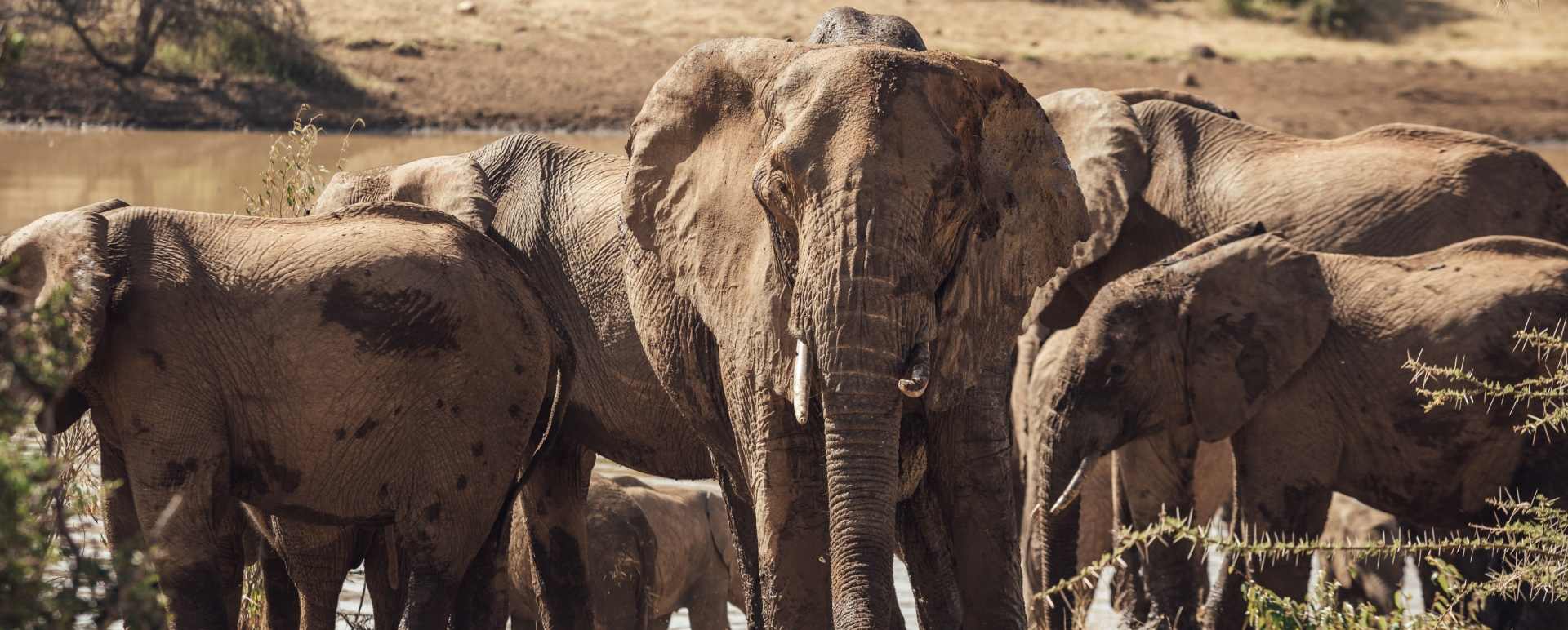 Elephants - Ol Malo