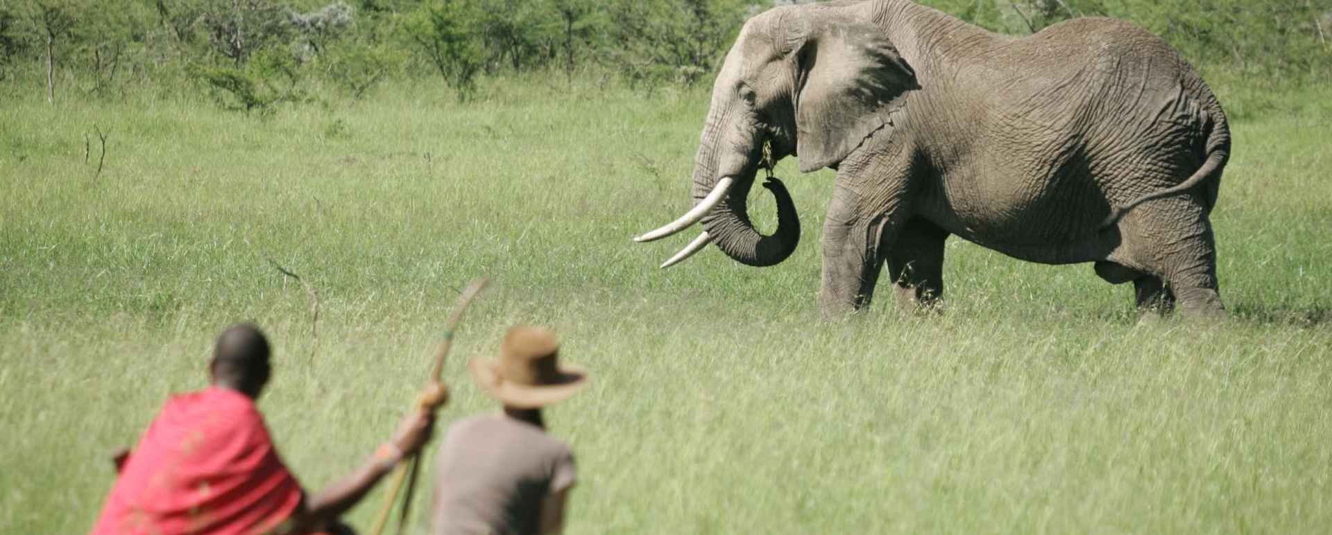 Walking with elephant's - Rekero Camp