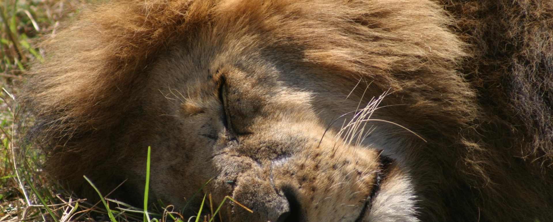 A busy lion - Rekero Camp