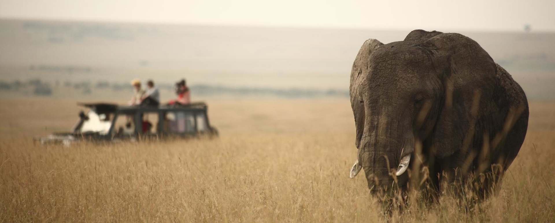Game drive - Rekero Camp