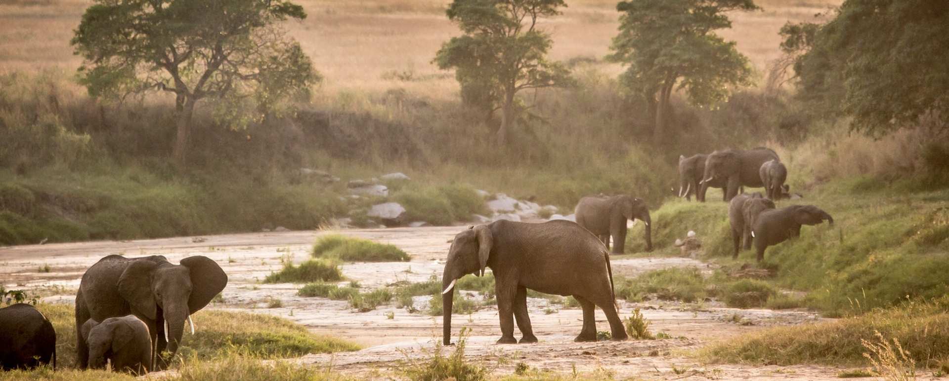 Elephants on river bed - Sala's Camp
