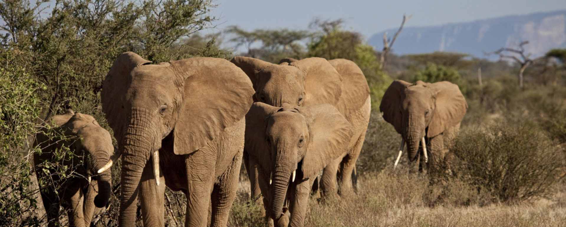 Elephant - Sasaab