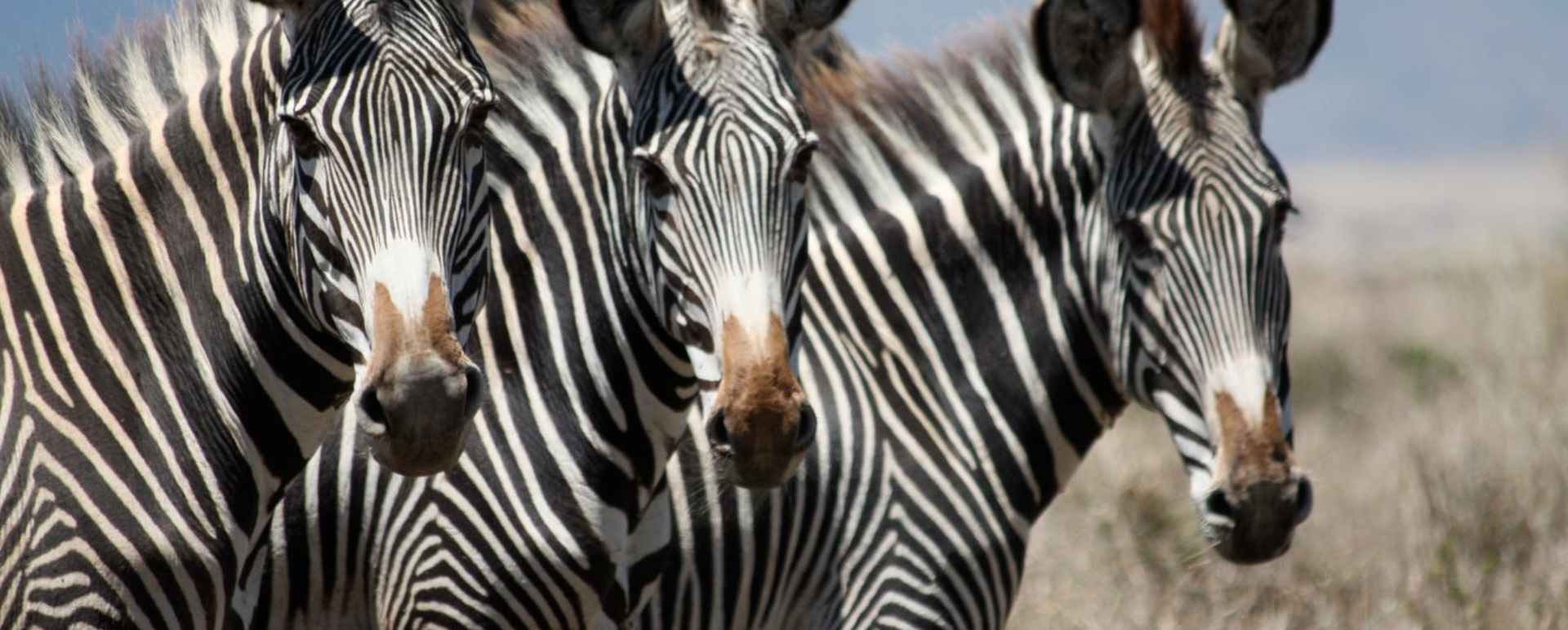 Grevvy's Zebra - Sirikoi