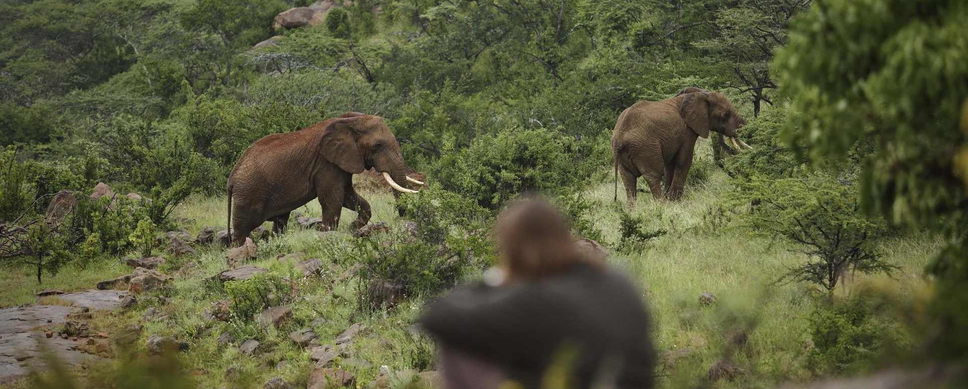 Wildlife - The Sanctuary at Ol Lentille