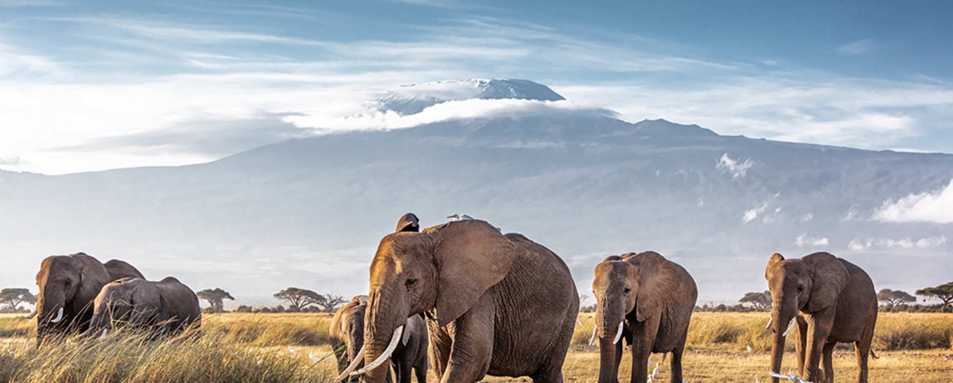 Africa Safari Holidays