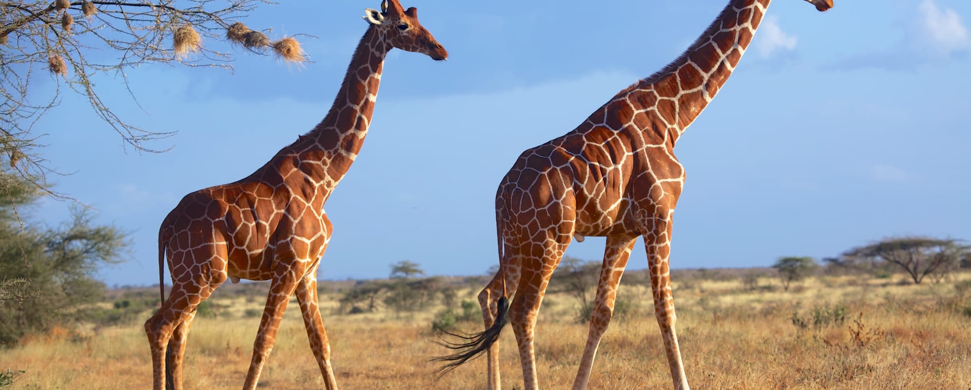 Game Drives in Lewa Downs