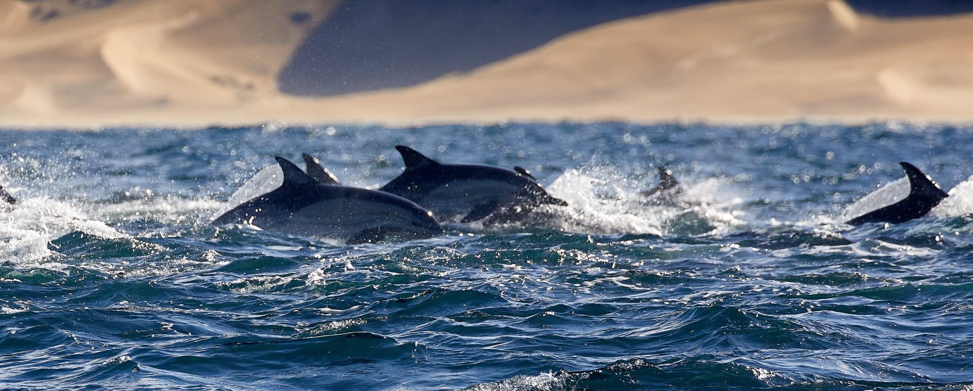 Seas4Life Ocean expedition