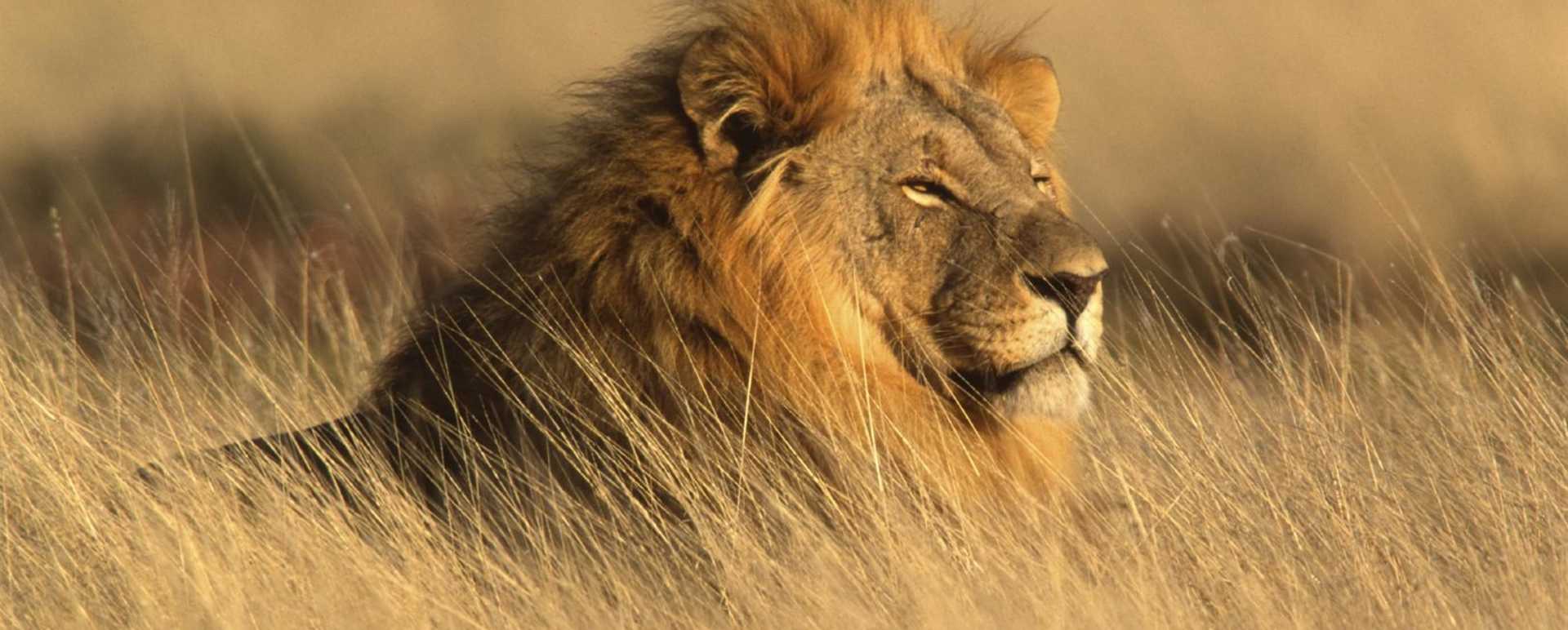 Lion  