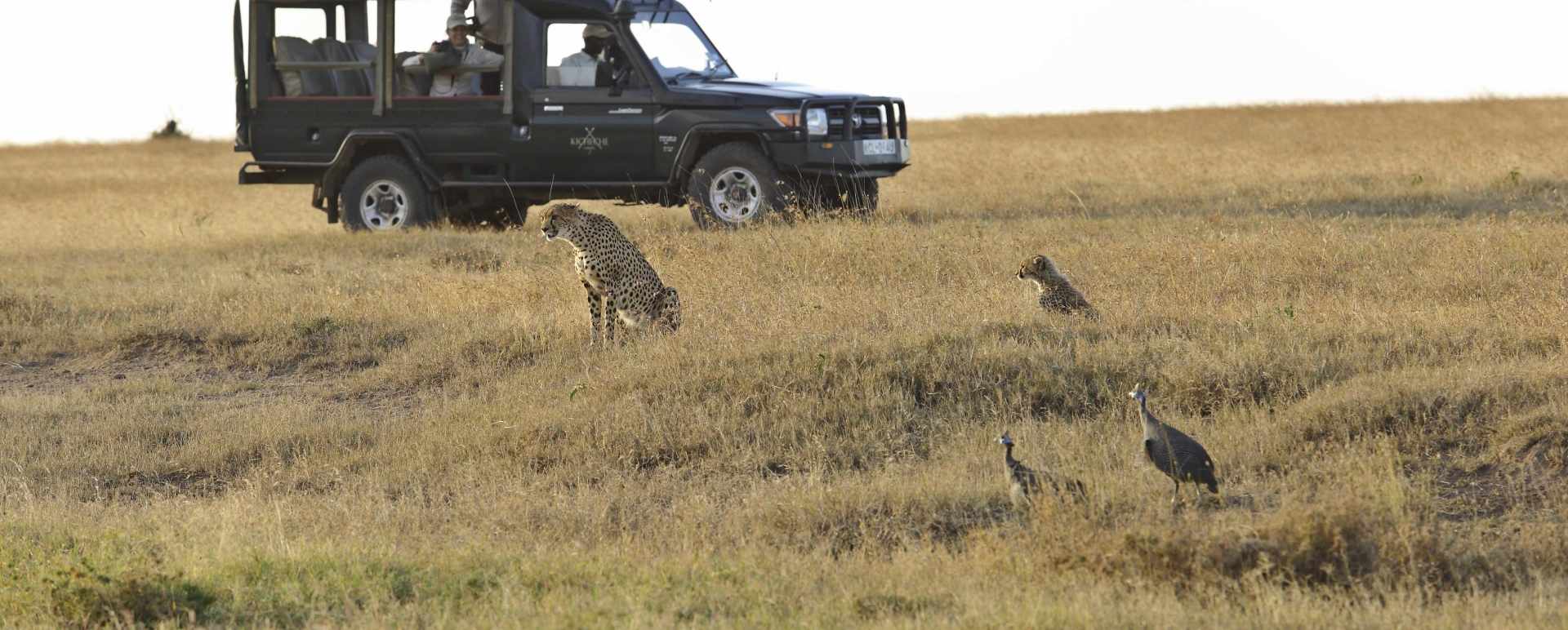 Safari in Laikipia 