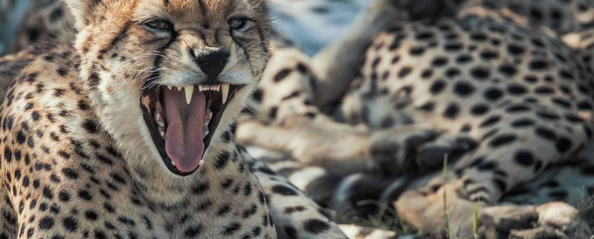 Cheetah in the Mara 