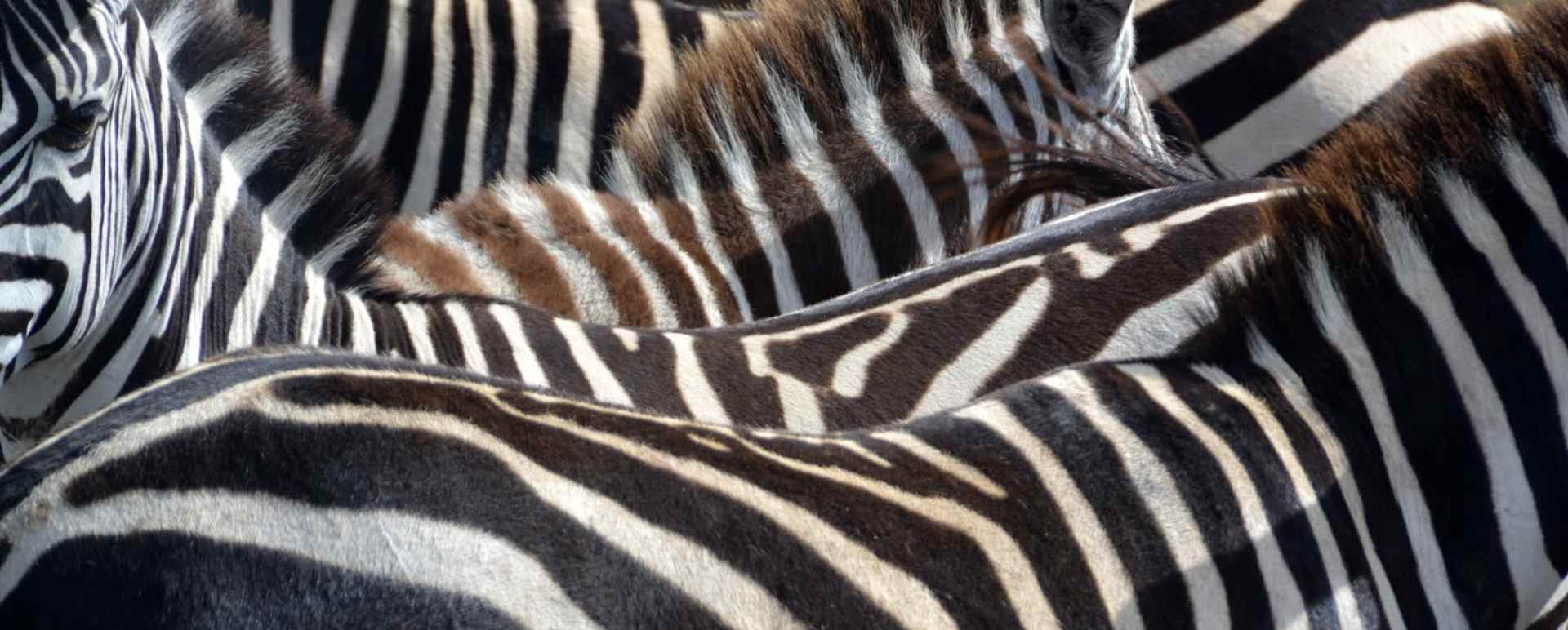 Zebra in the Masai Mara - A family safari in Kenya