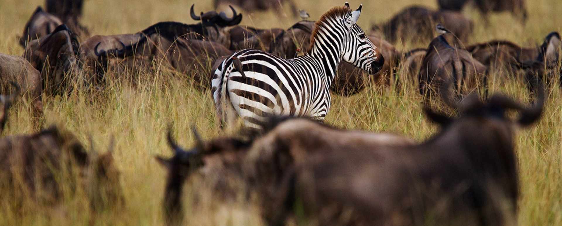 Migration 