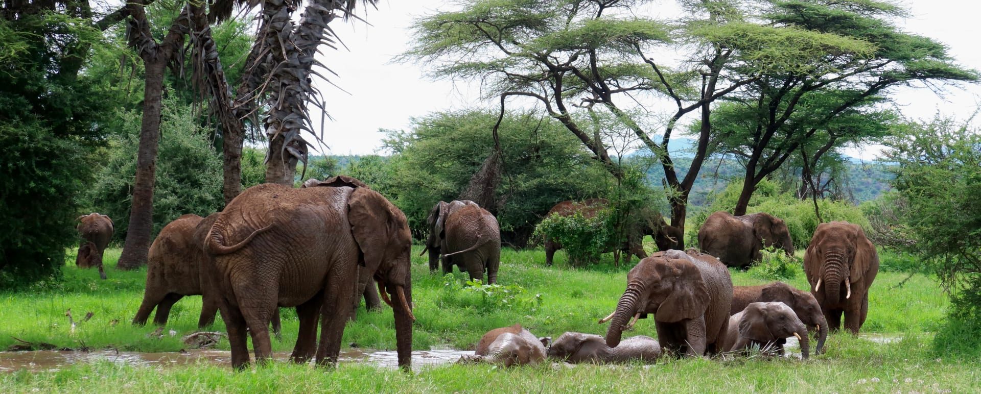 Rare Earth Culture Wildlife