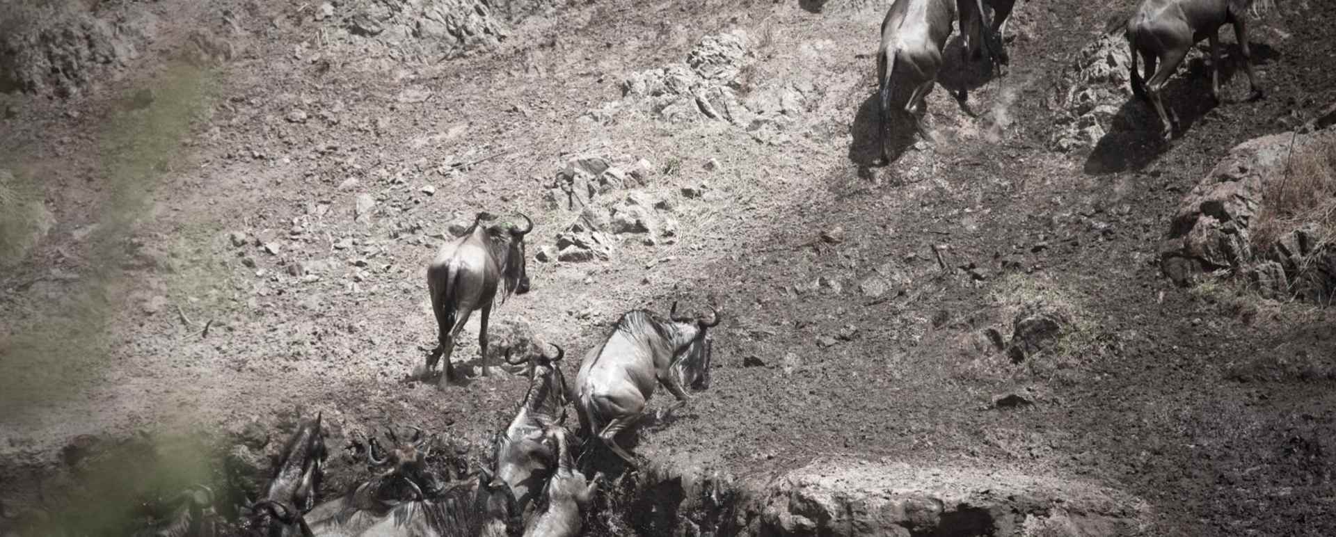 Wildebeest - Laikipia rhinos and Mara Cats