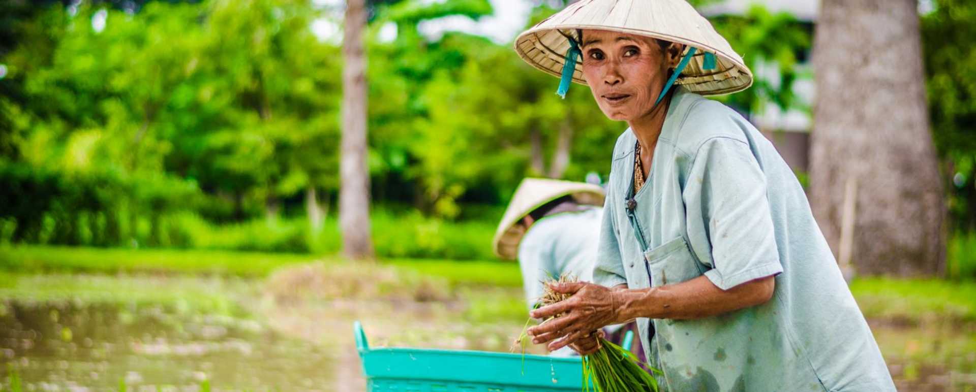 Harvesting rice - The River Resort