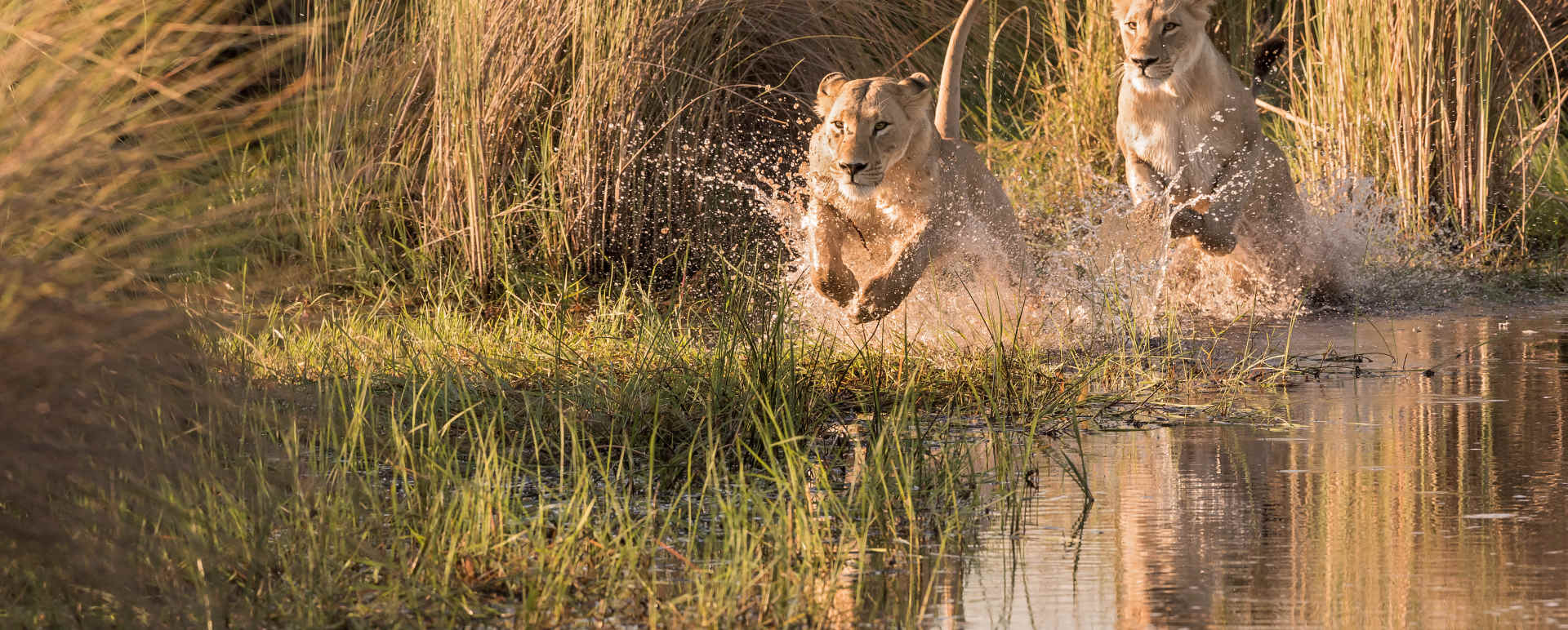 Top 10 Wildlife