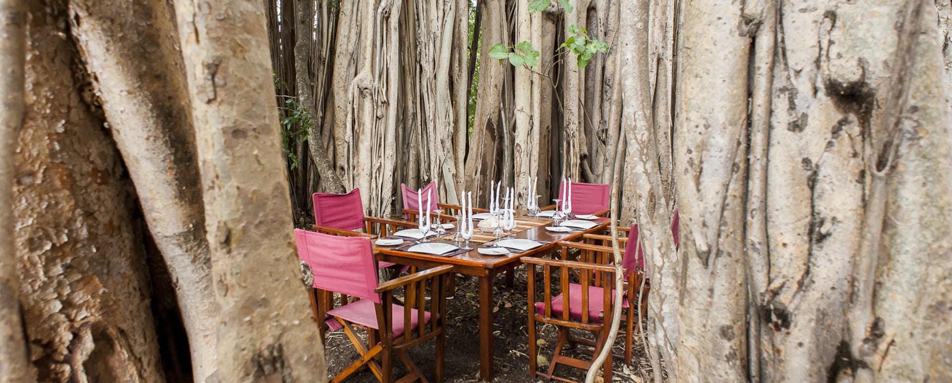 Outside dinner 