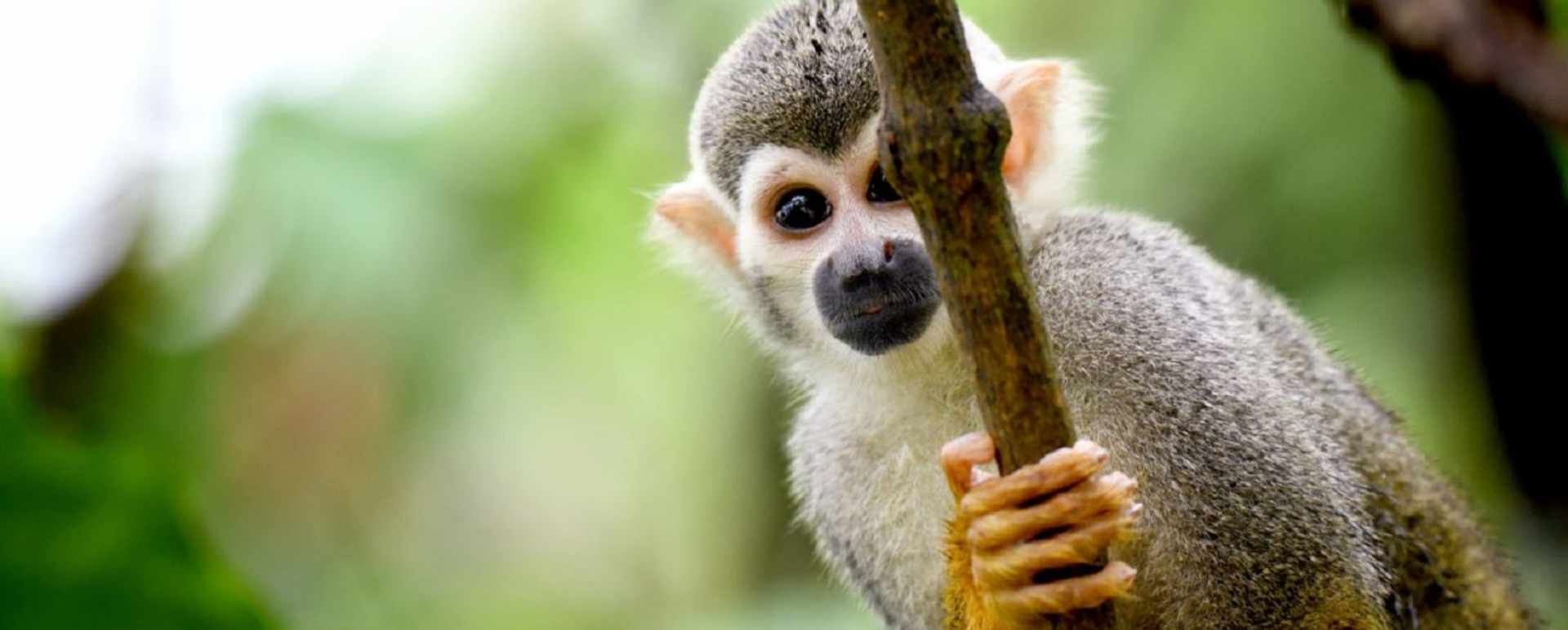 Wildlife 