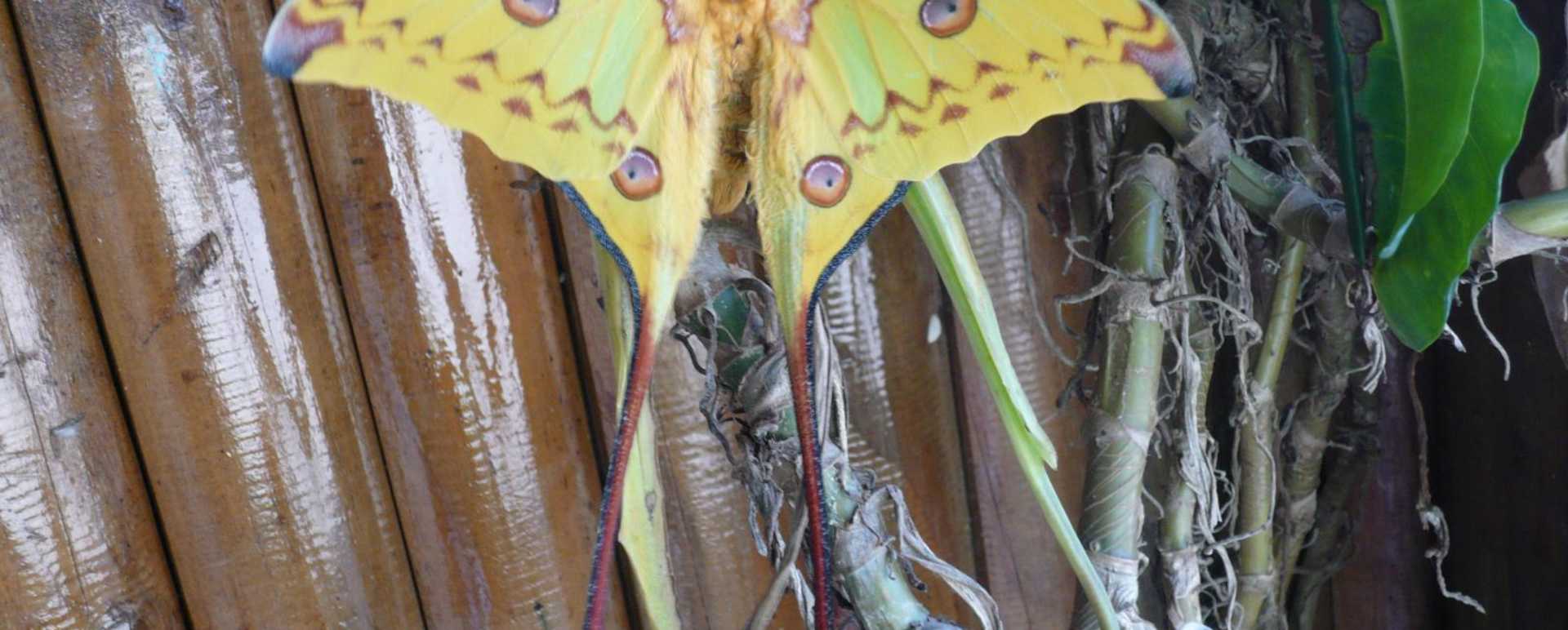 Wild butterfly - Setam Lodge