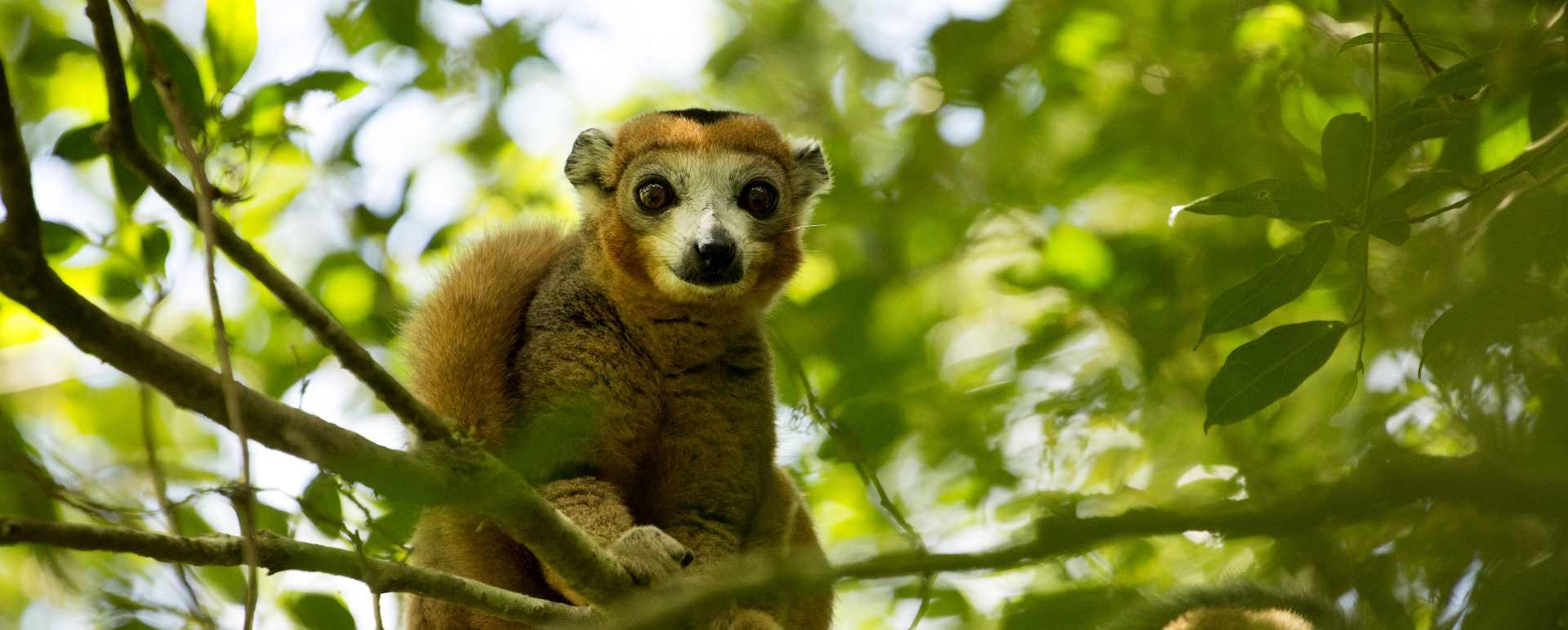 Lemur Litchi Tree 