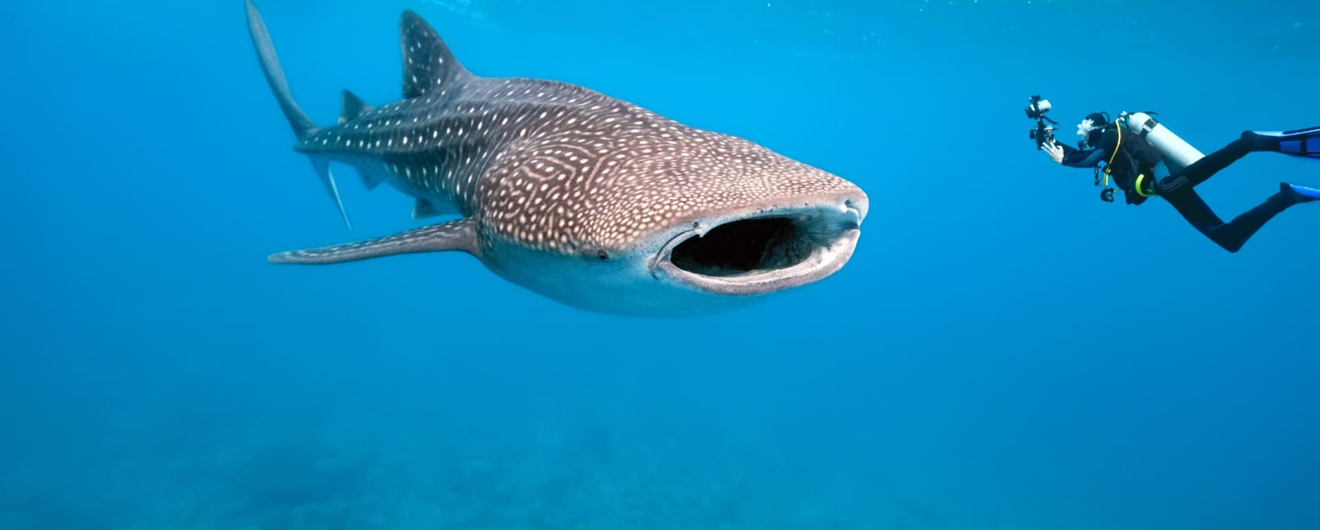 Whale Shark - Tsara Komba