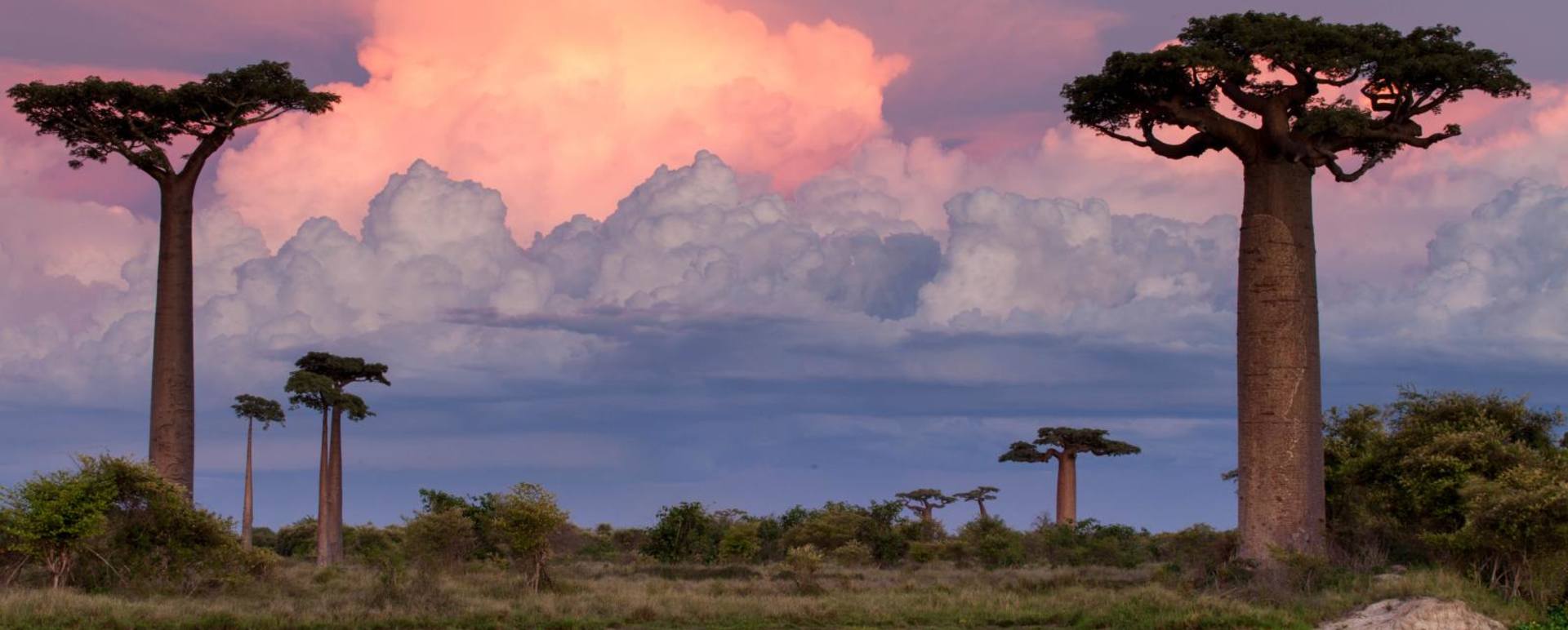 Baobabs - Madagascar's baobabs and butterflies