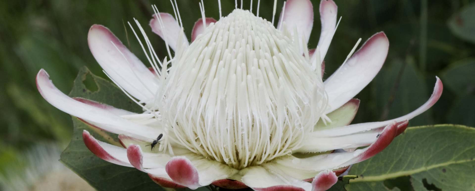 An orchid - Chelinda Lodge