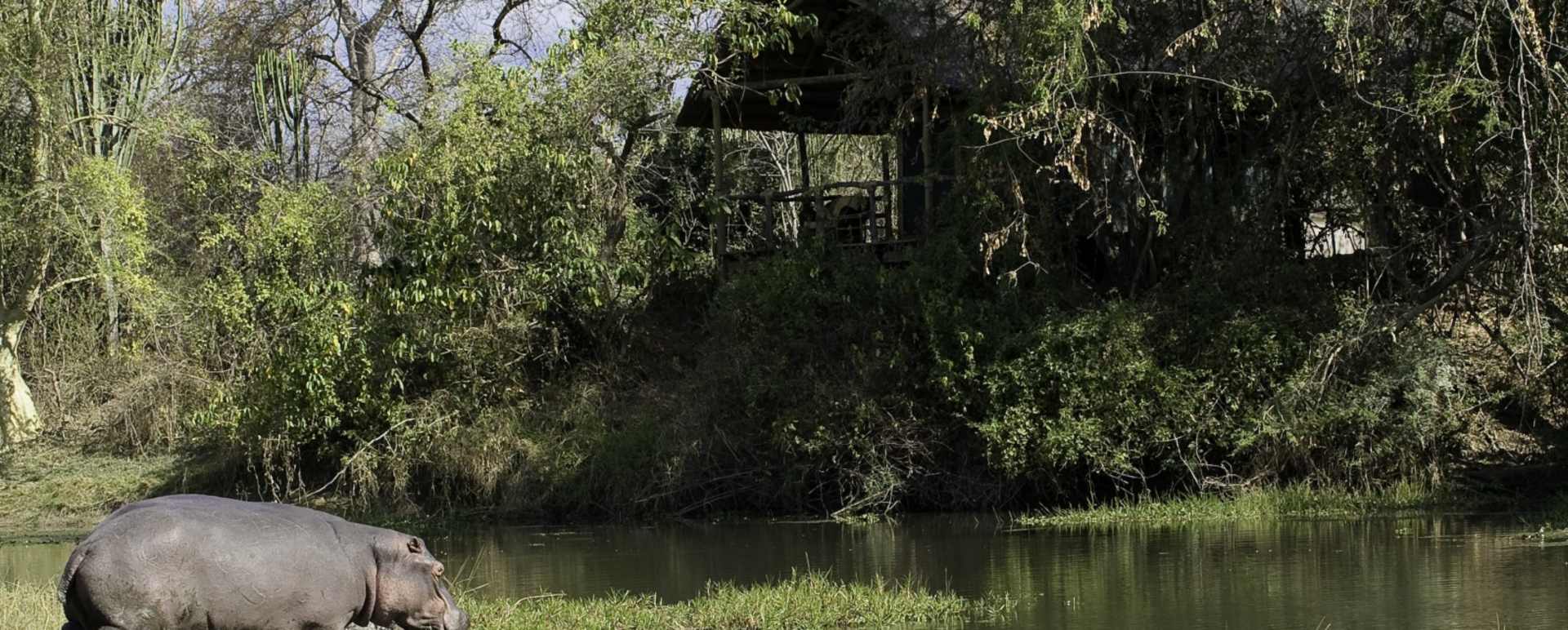 A Hippo - Mvuu Lodge