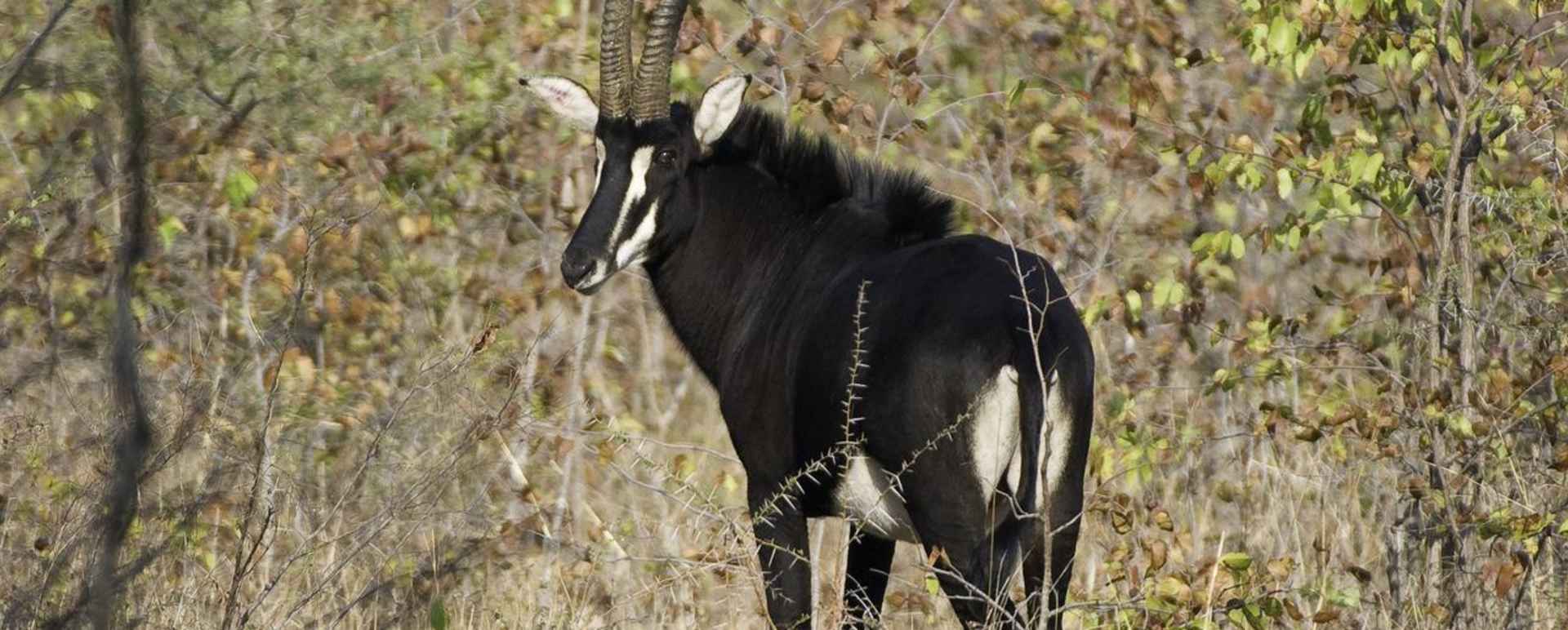 Sable - Mvuu Lodge