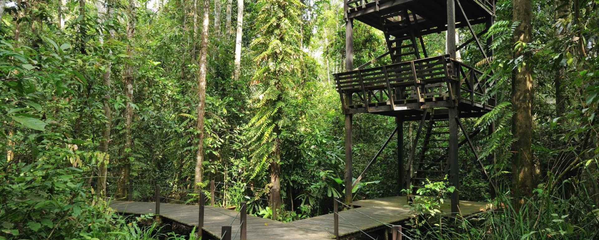 Bird Tower  - Abai Jungle Lodge