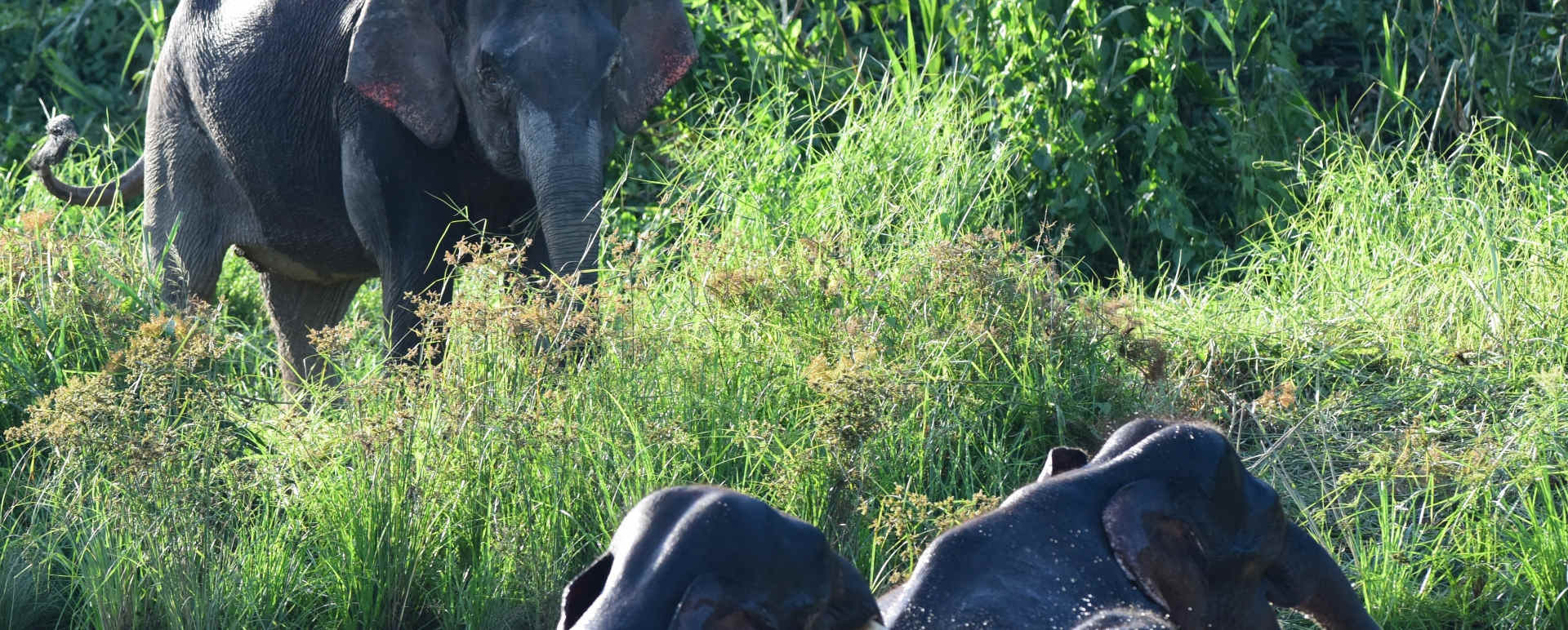 Pygmy Elephants - Sukau Rainforest Lodge