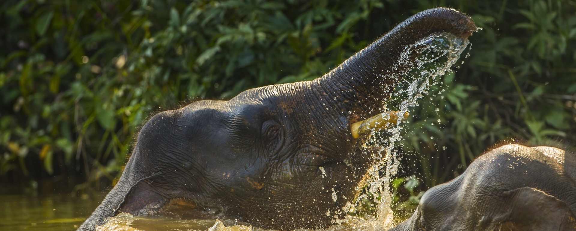 Pygmy Elephants - Tabin Wildlife Resort