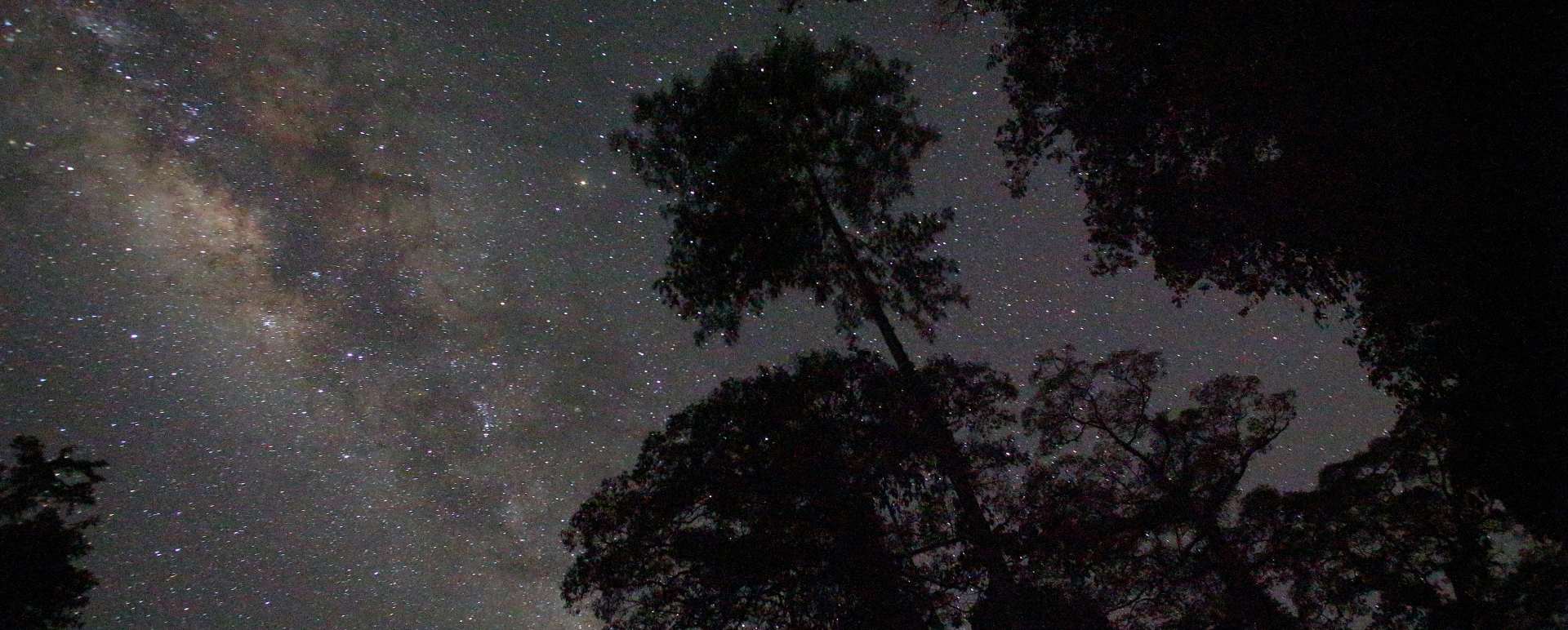 Borneo Rainforest Lodge Night Safari