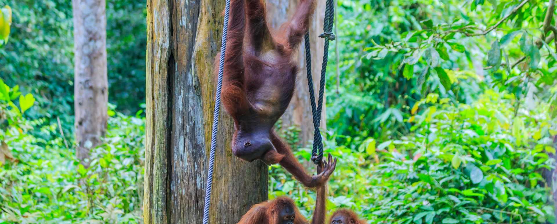 Sepilok Orangutan Rehabilitation Centre 