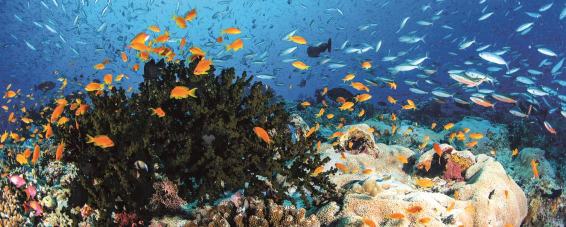 Anantara Kihavah - House reef 