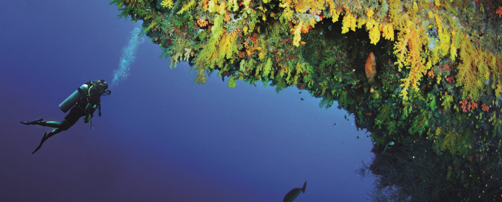 - Golden Wall House Reef 