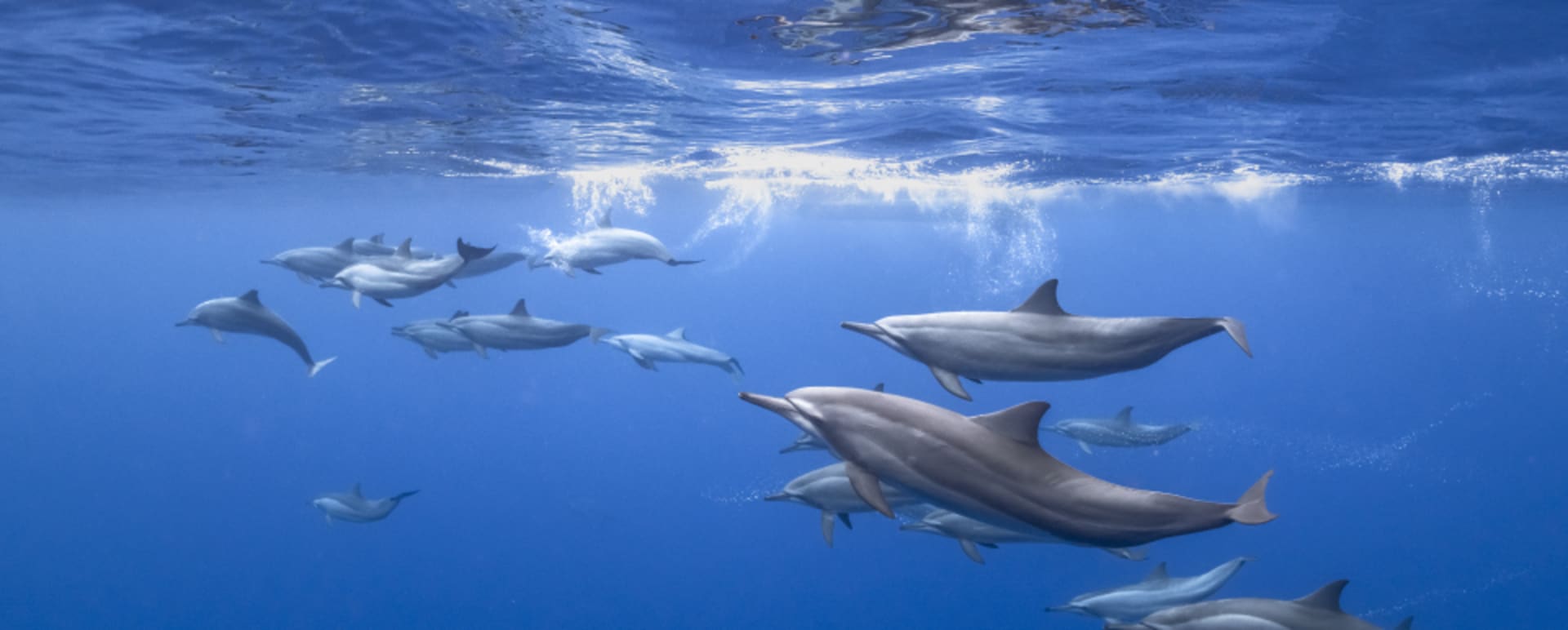 Dolphins 