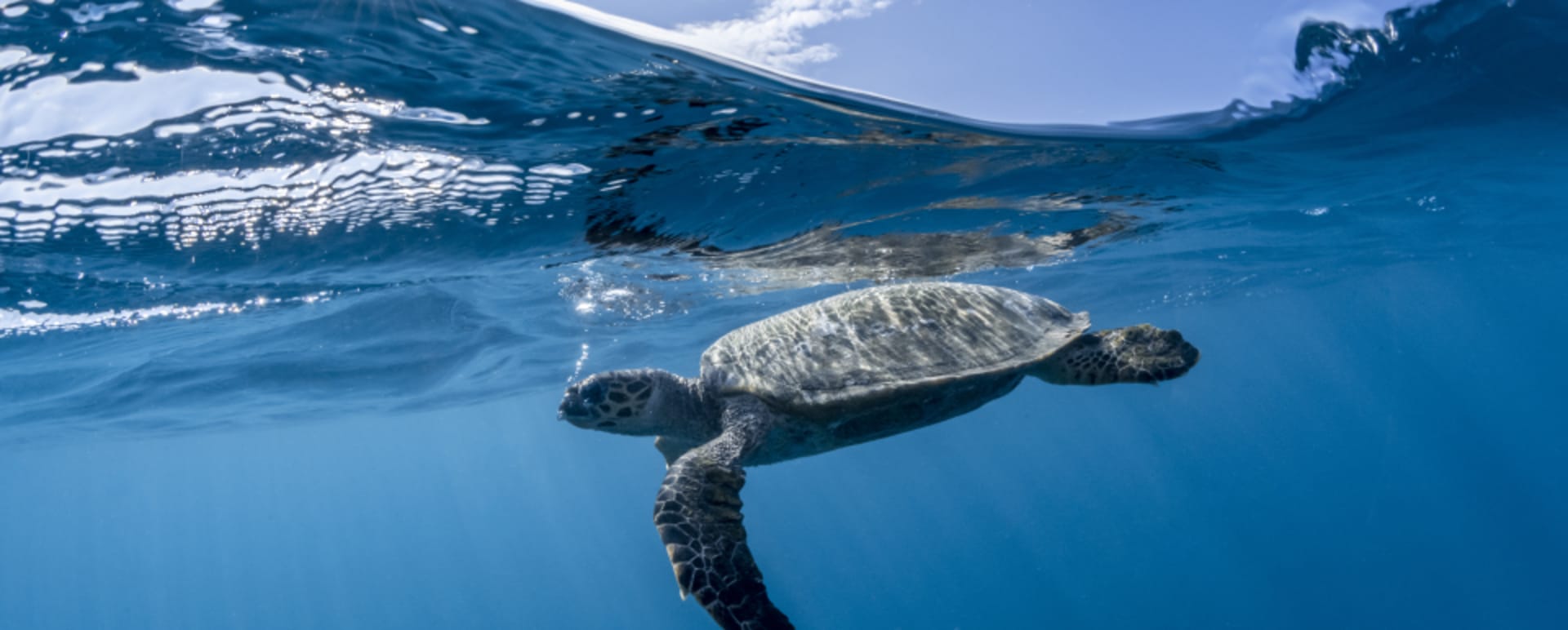 HawksbillTurtle 