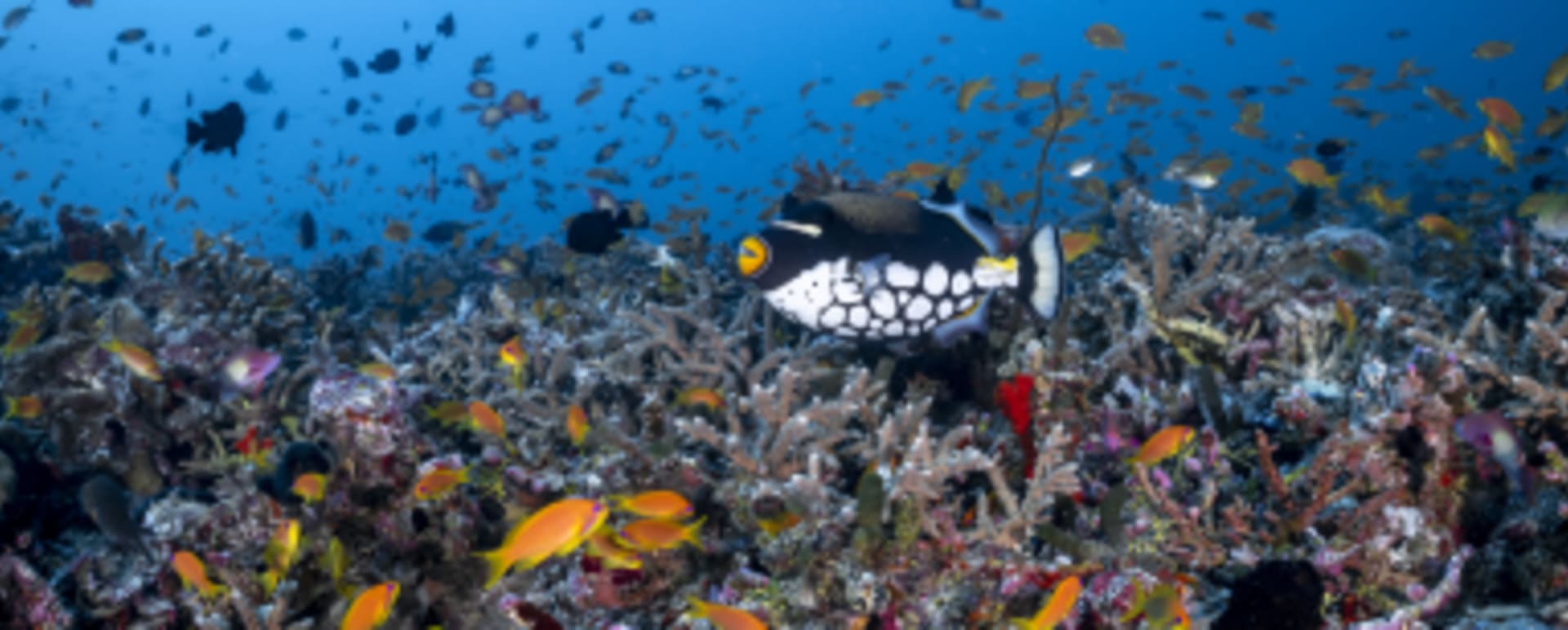 ClownTriggerfish 