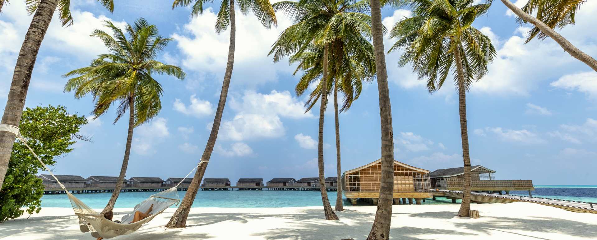 Palms and beach 