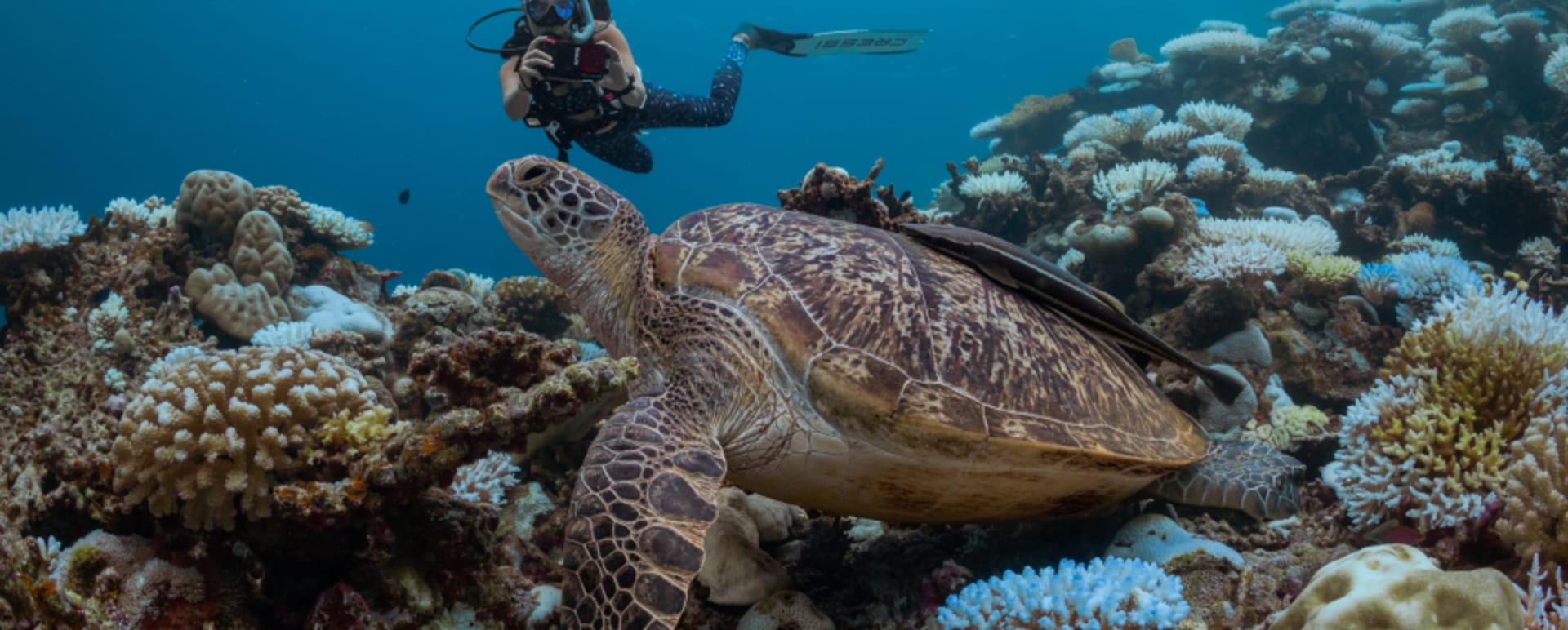 Diving - turtle identification 