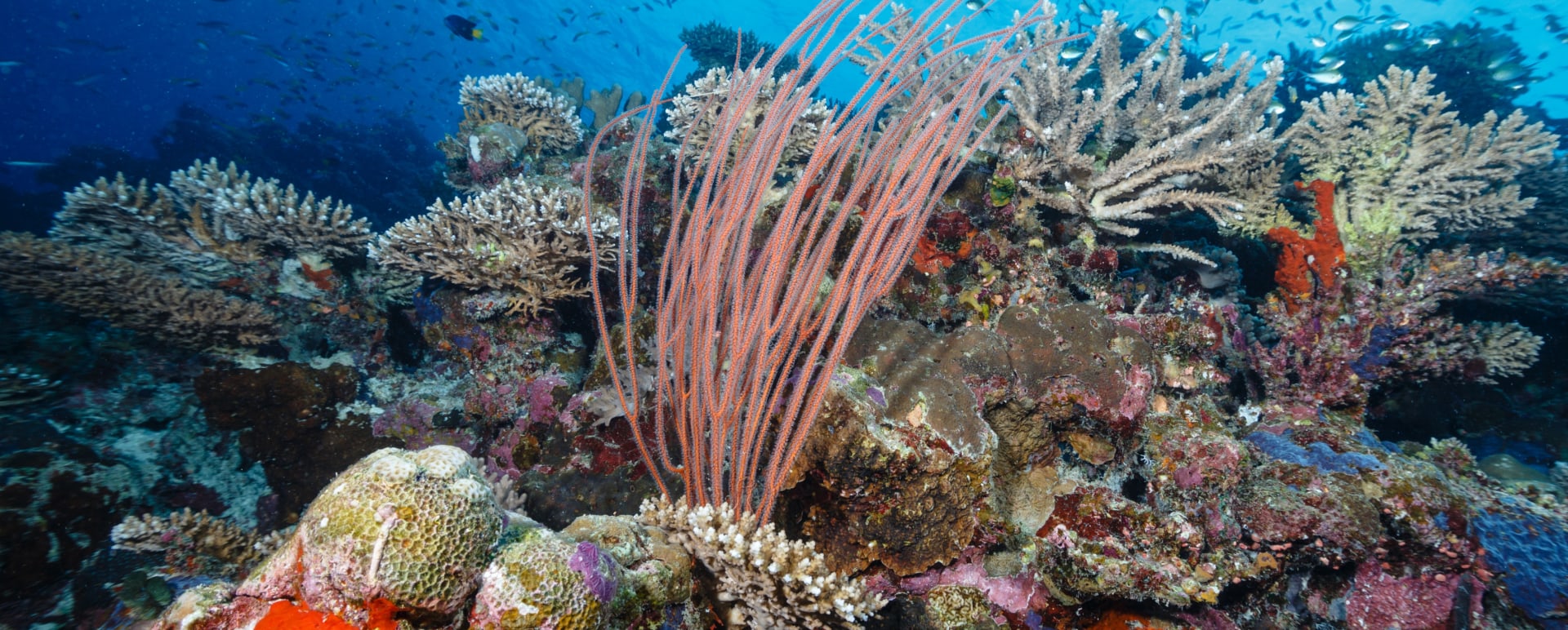 reef 