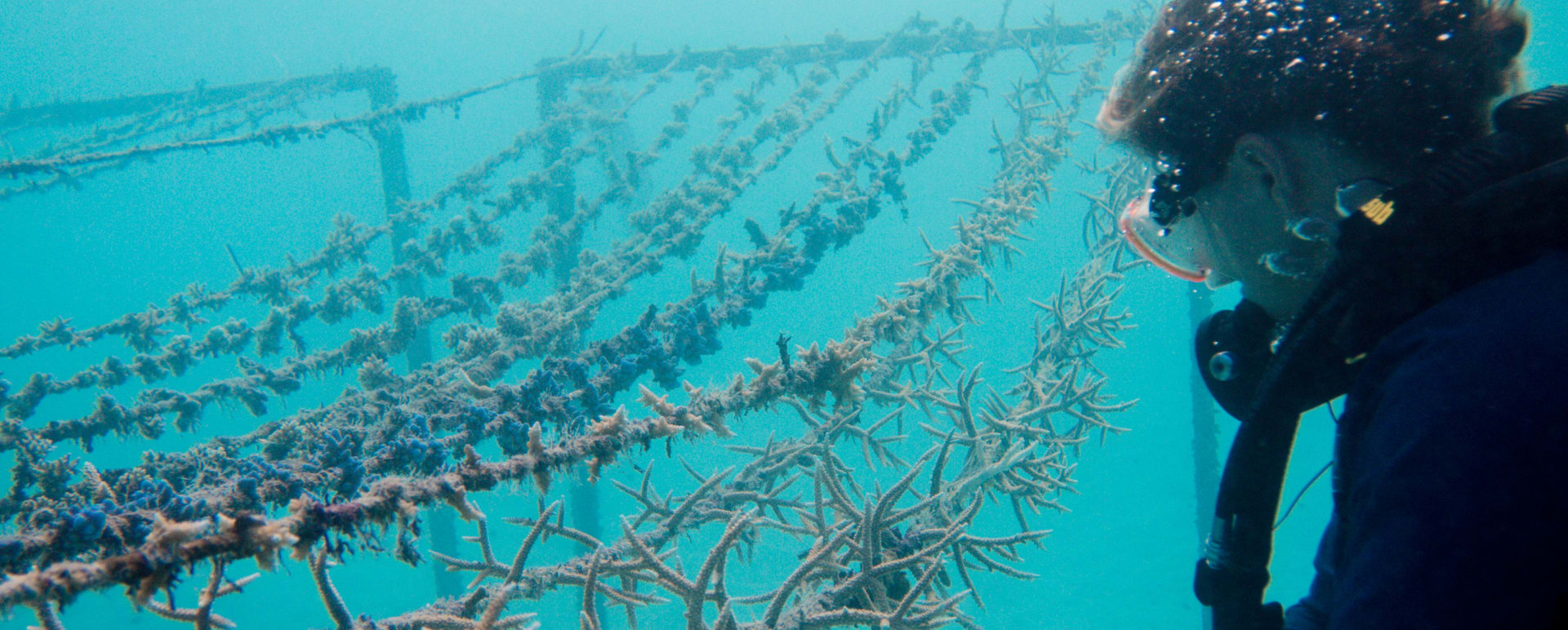 Adopt a Coral Line Project