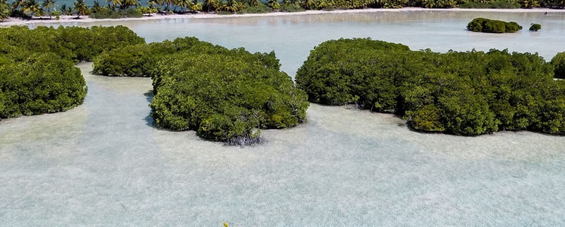 Mangrove Kayak Experience