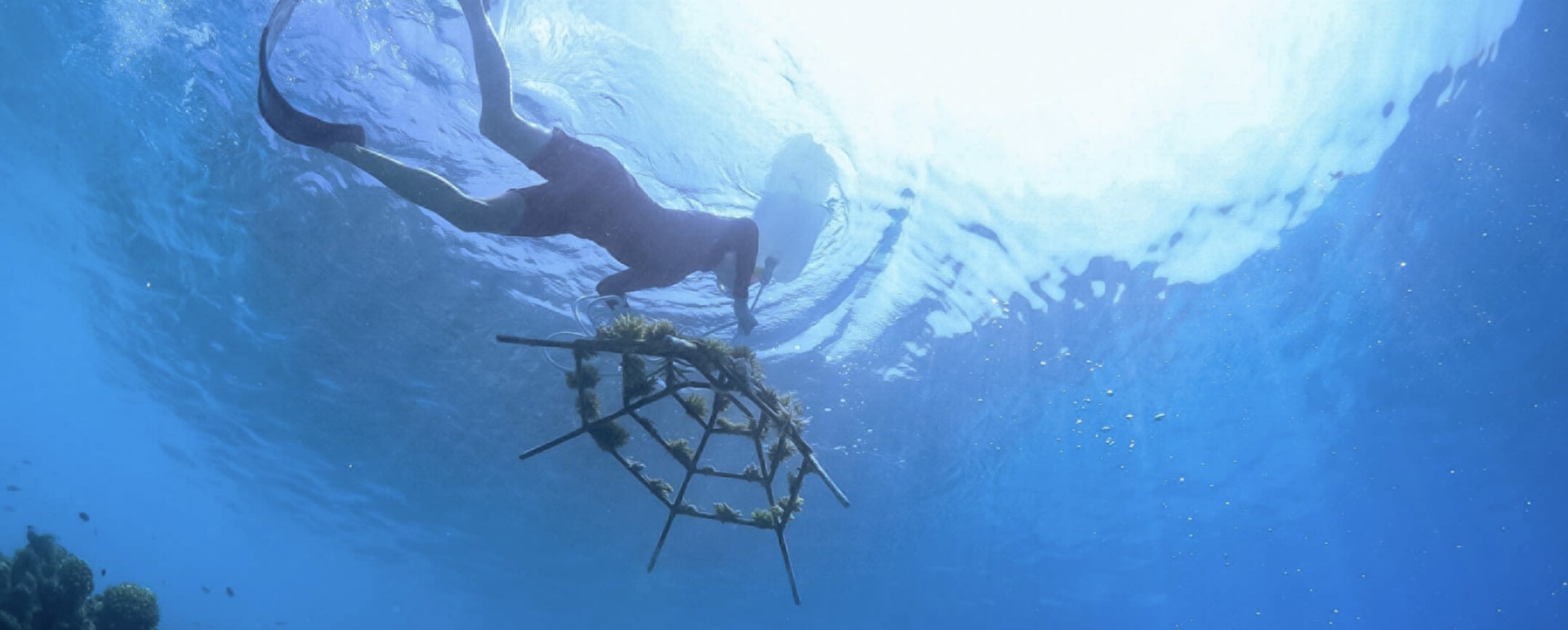 Reef Building Experience