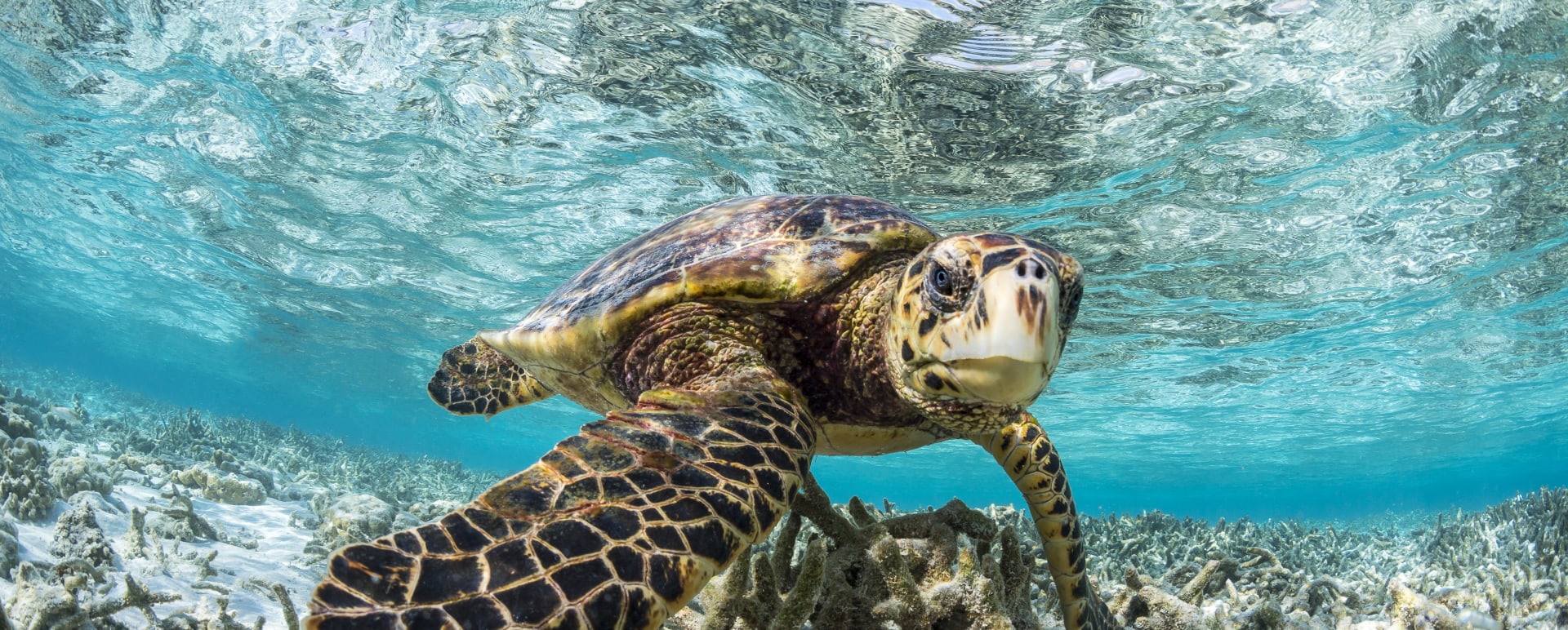 Turtle Snorkelling